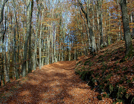 ROSEN-Eifel-Ardennen6.jpg