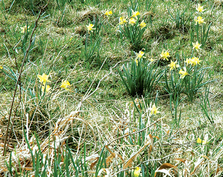 ROSEN-Eifel-Ardennen4.jpg